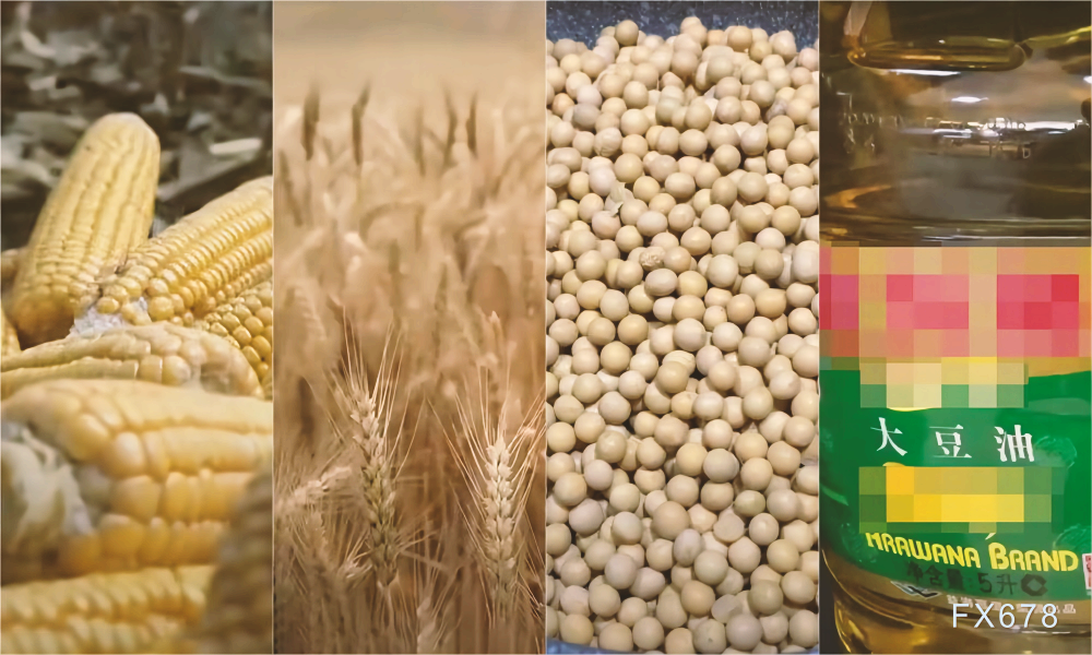 美国降雨预报，芝加哥玉米和大豆下跌，而小麦上涨